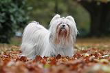 SHIH TZU 194